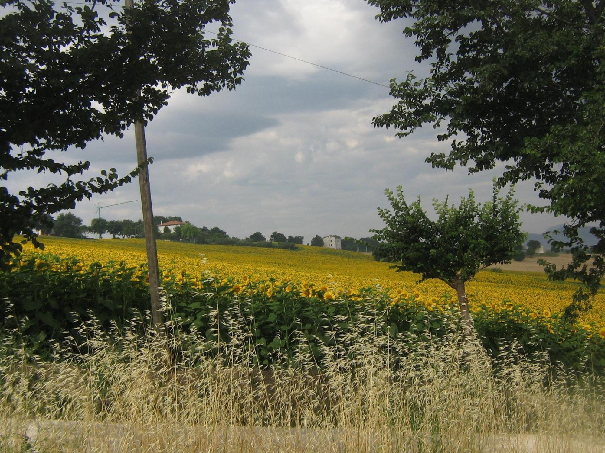 Appignano Il Giardino Degli Ulivi公寓 客房 照片